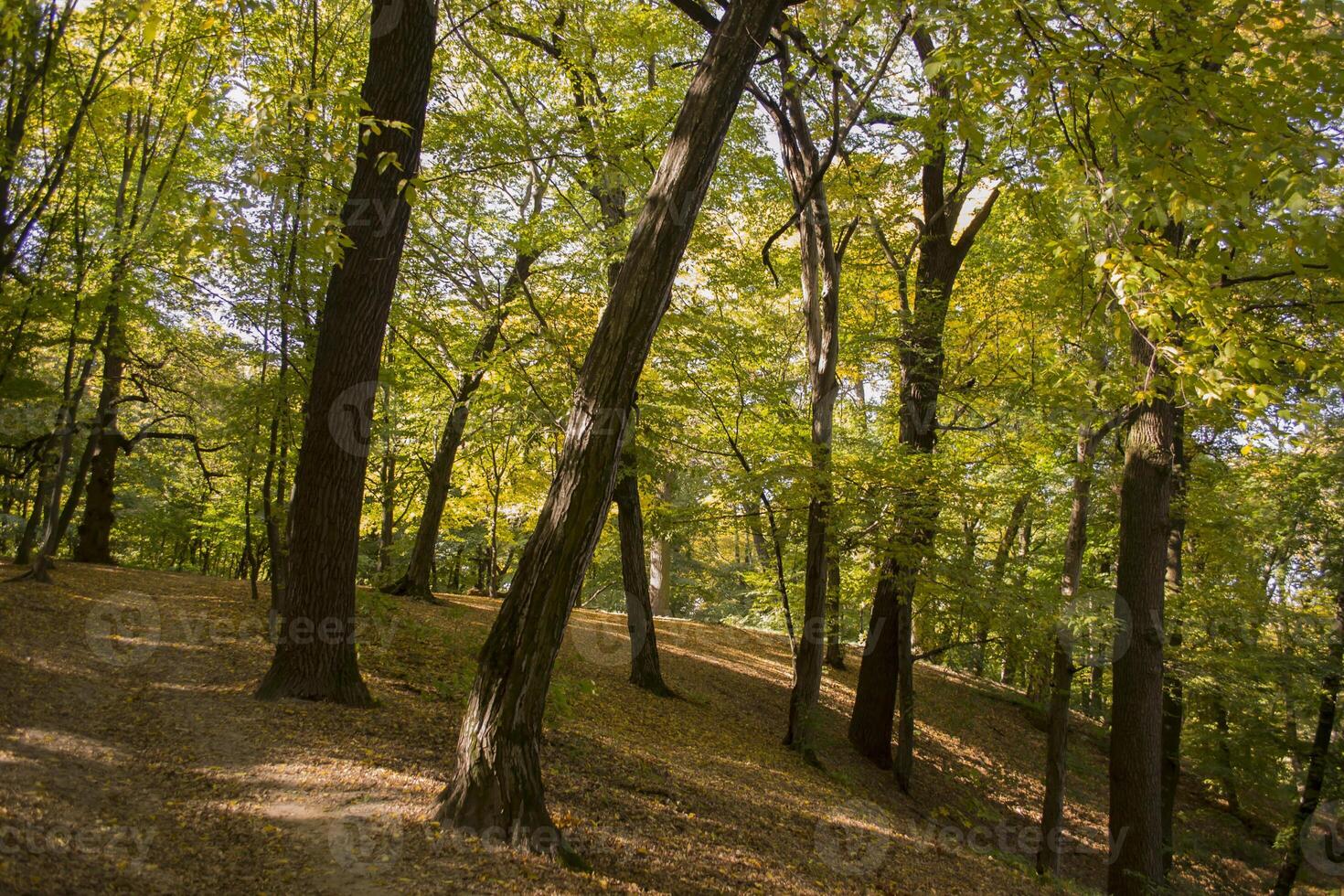 Sunny autumn landscape at forest photo