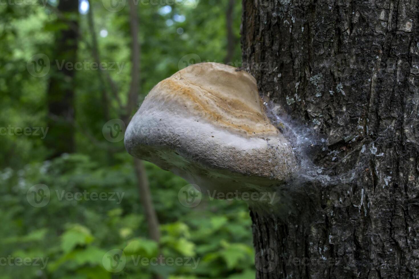 The poisonous mushrooms on trunk of tree. photo