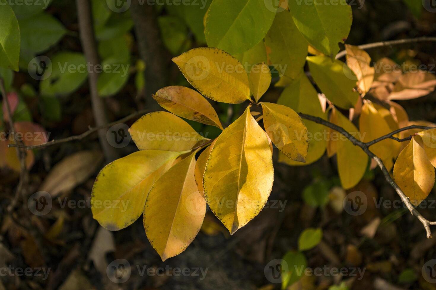 The beautiful autumn leaves on the tree. photo