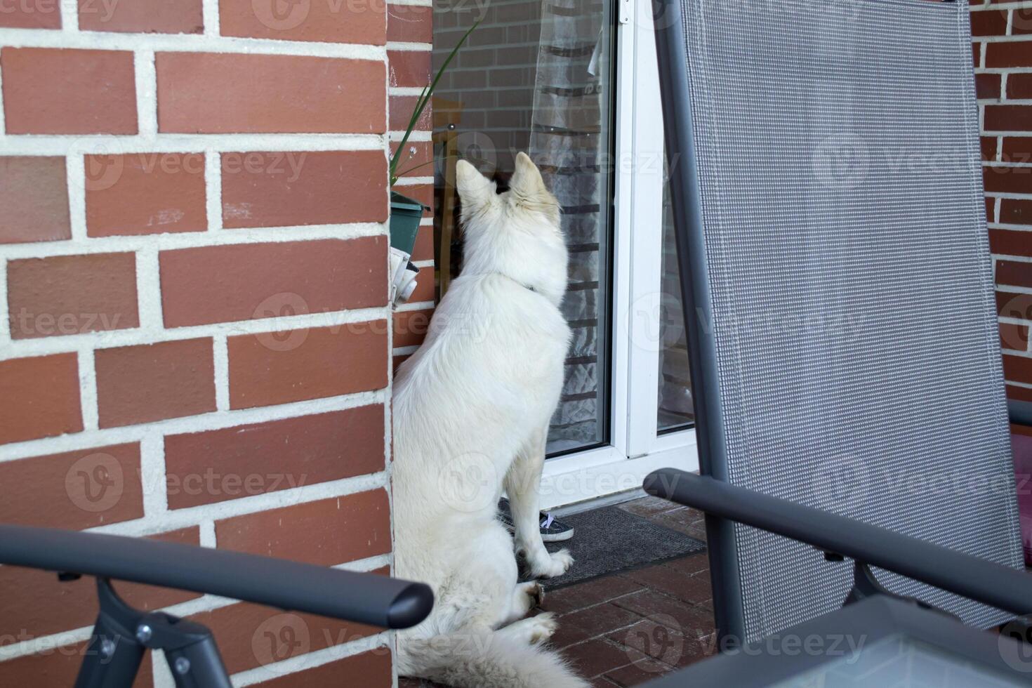 White swiss shepherd sitting at the entrance of the house. photo