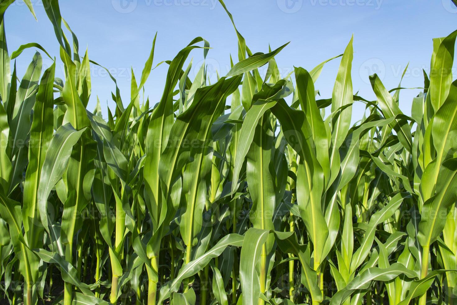 Corn field in farmland. Close up. photo