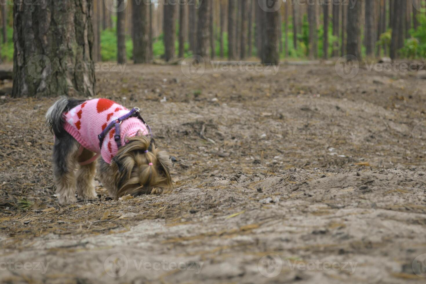 The cute yorkshire terrier walking in the forest. photo