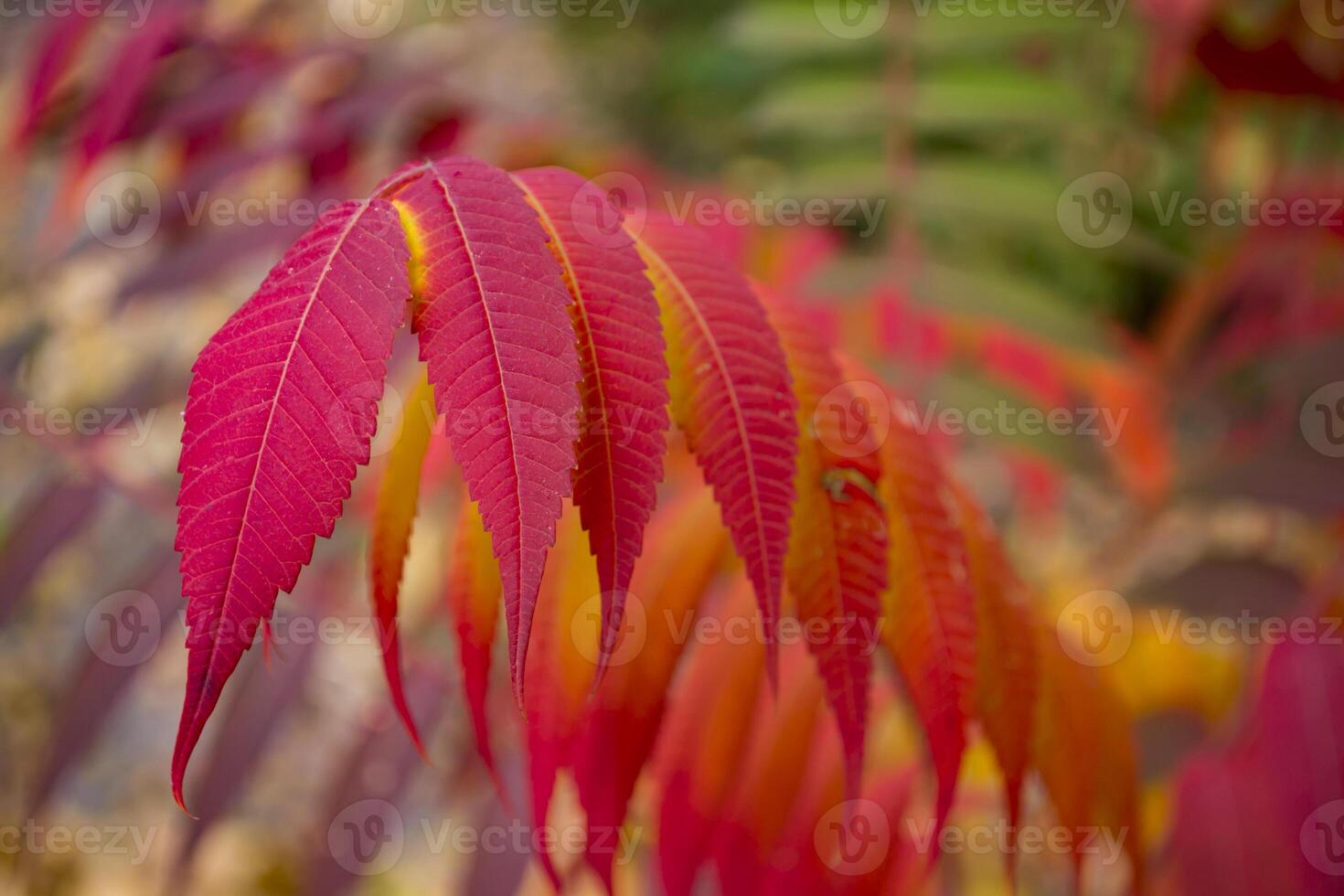 Red leaves pattern. Red natural texture. photo