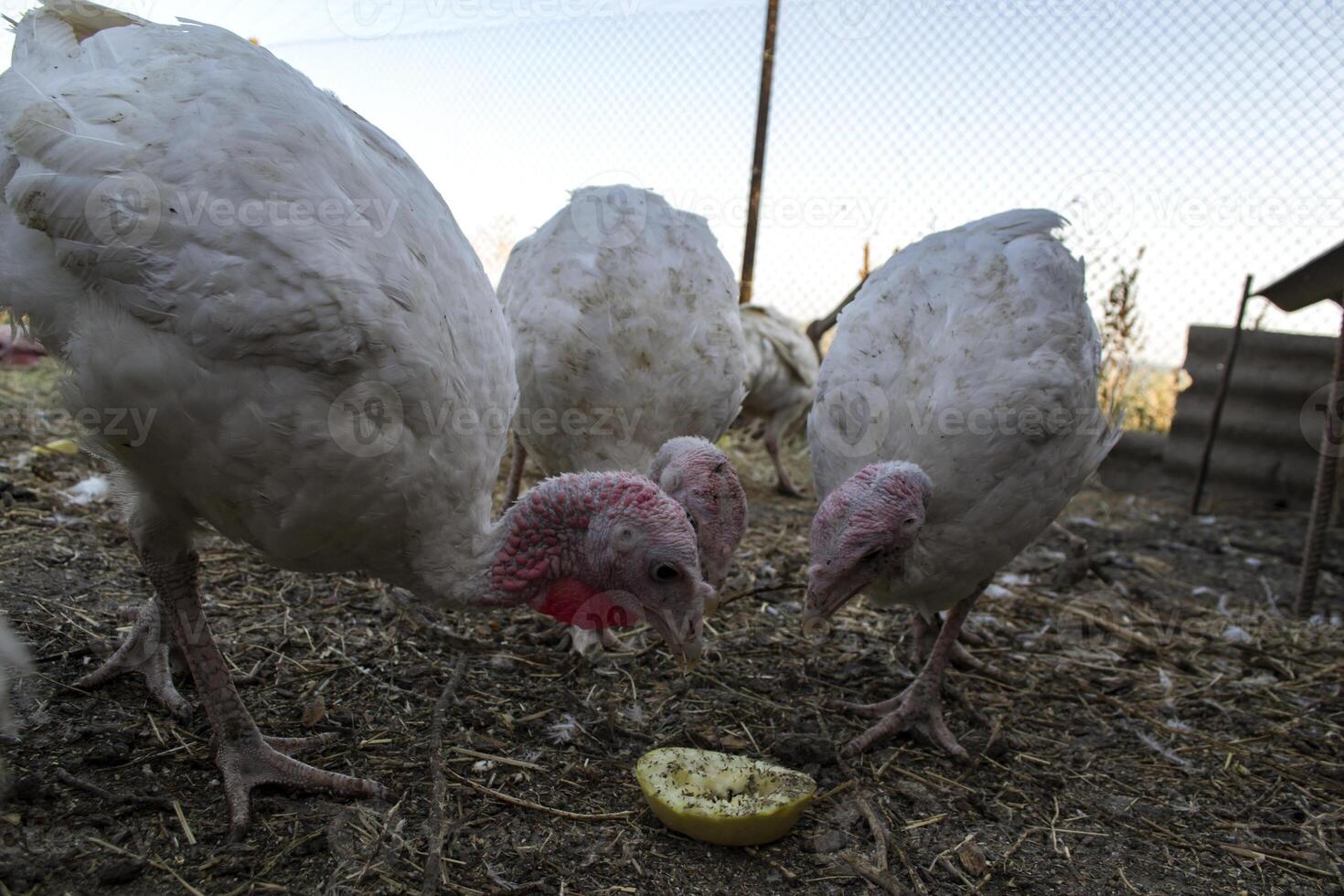 el pavos en un gallina casa. el pájaro granja. foto