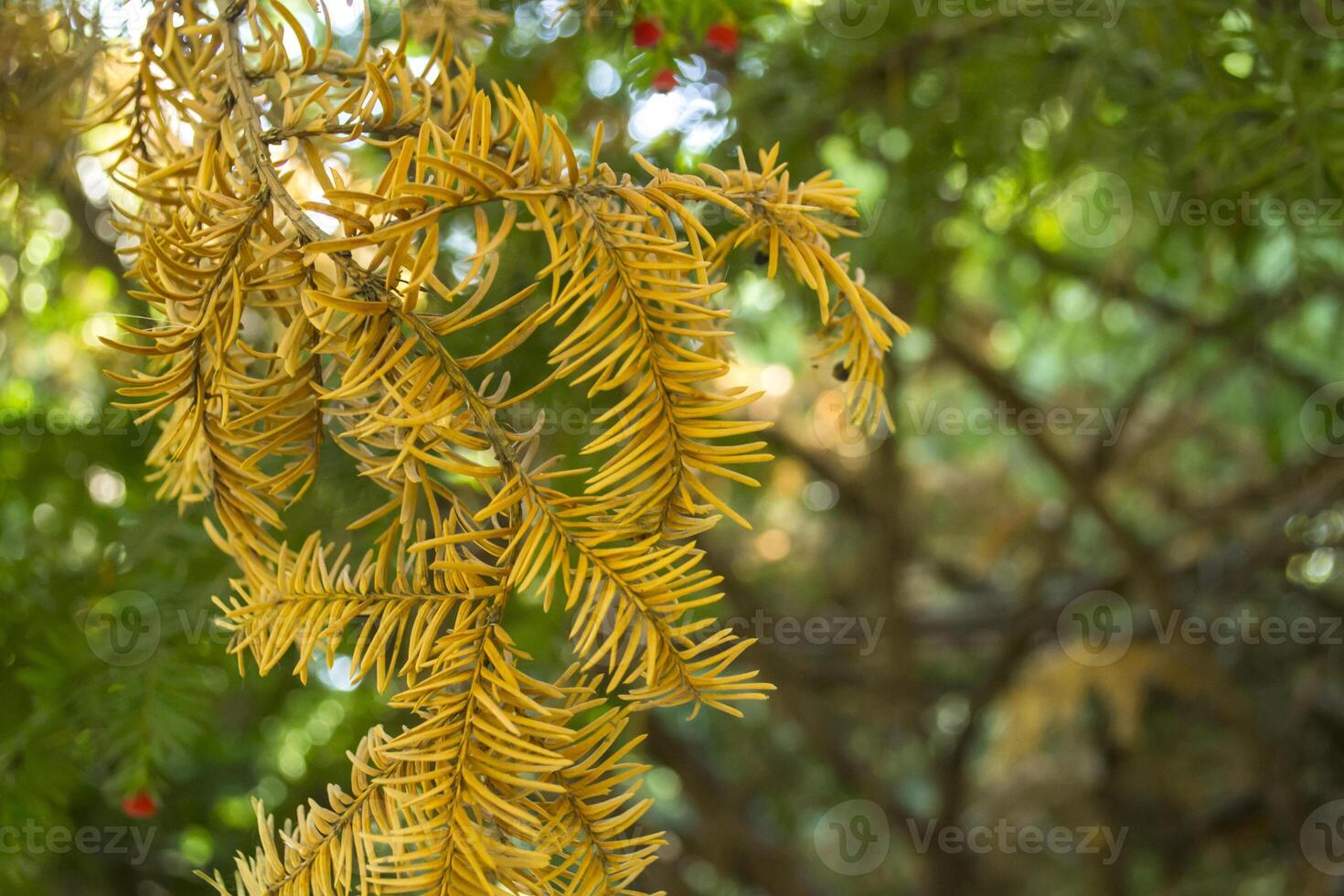 The dry branch of fir-tree. Macro shot. photo