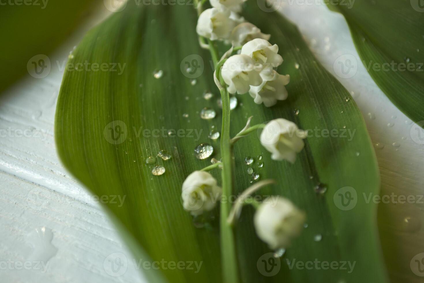 Lily of the valley on a white wooden background. Wild forest flower. photo
