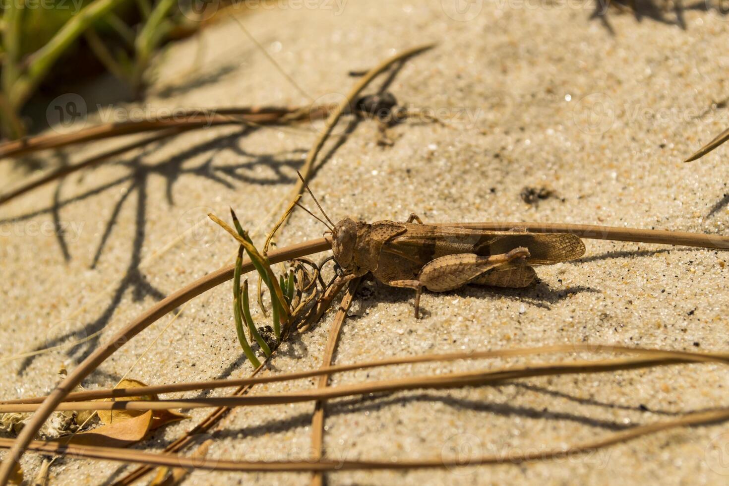 The grasshopper on the sand. Macro shot. photo