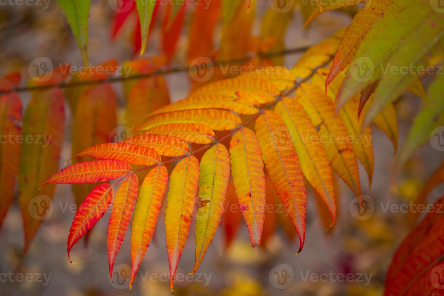 Autumn leaves background. photo