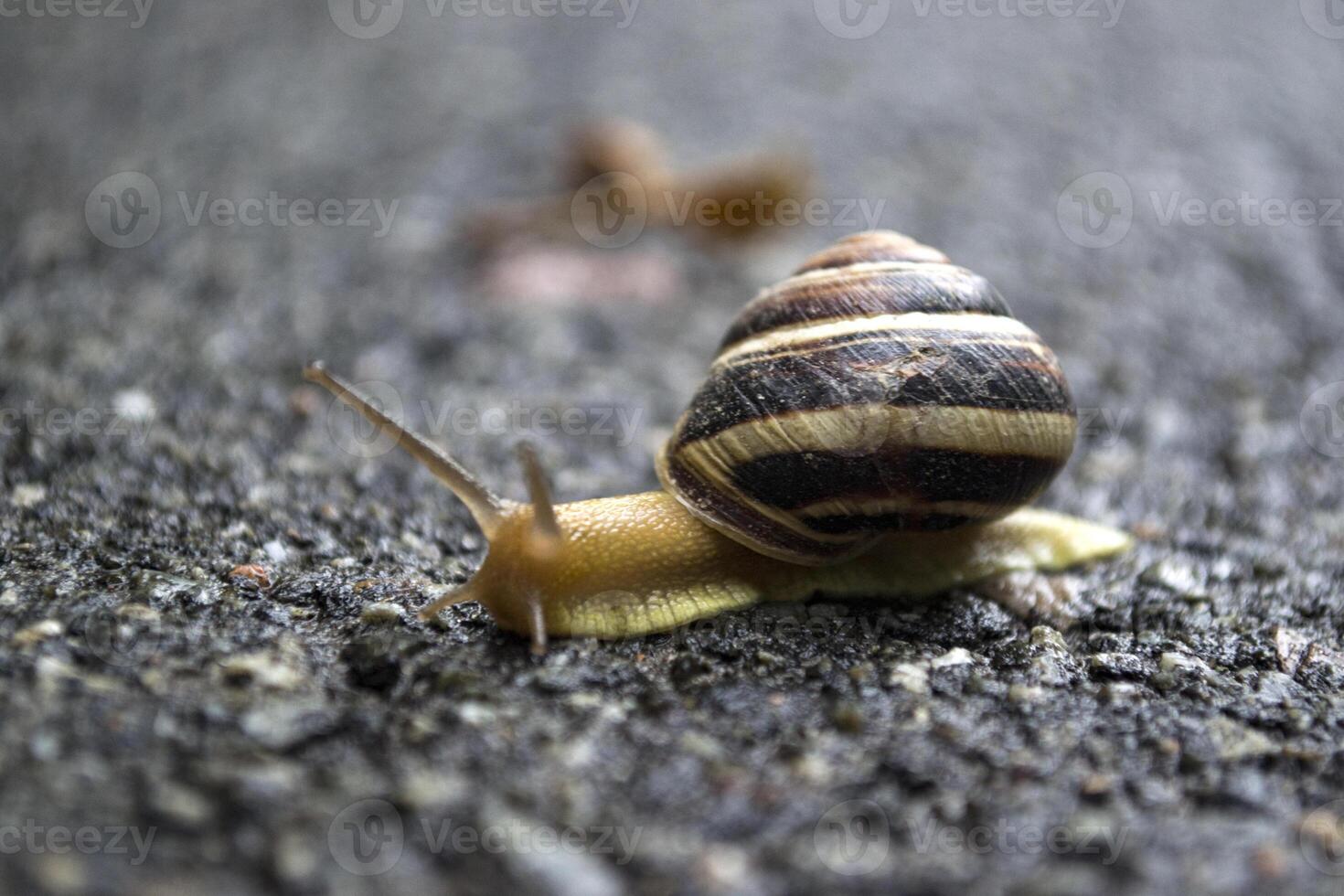 Snail crawling on asphalt after rain. Wild nature close up. photo