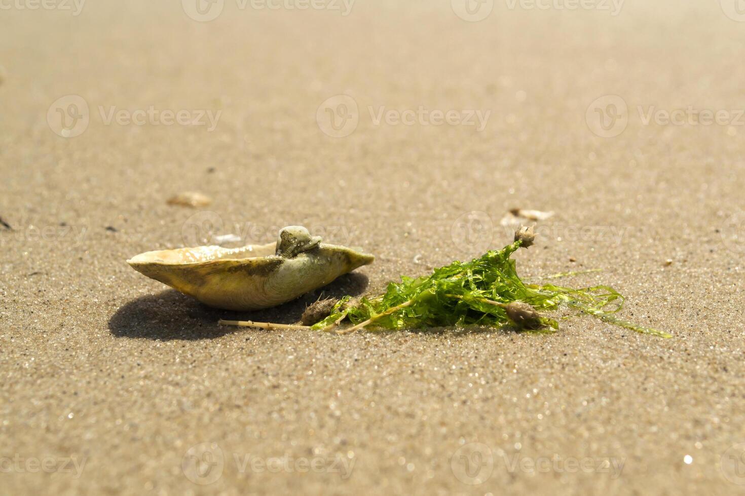 Opened seashell on the sand of the coast. Macro shot. photo