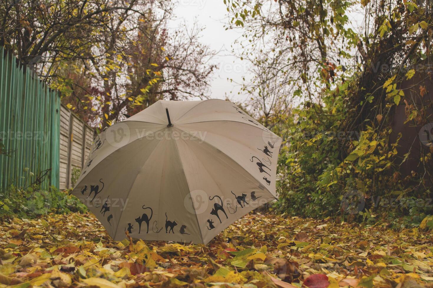 un paraguas en el otoño follaje. foto