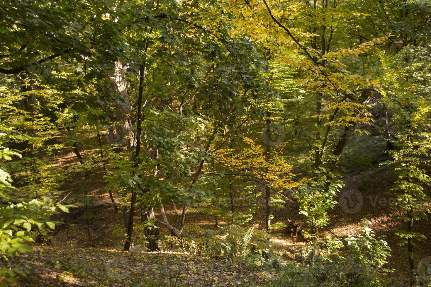soleado otoño paisaje a bosque foto