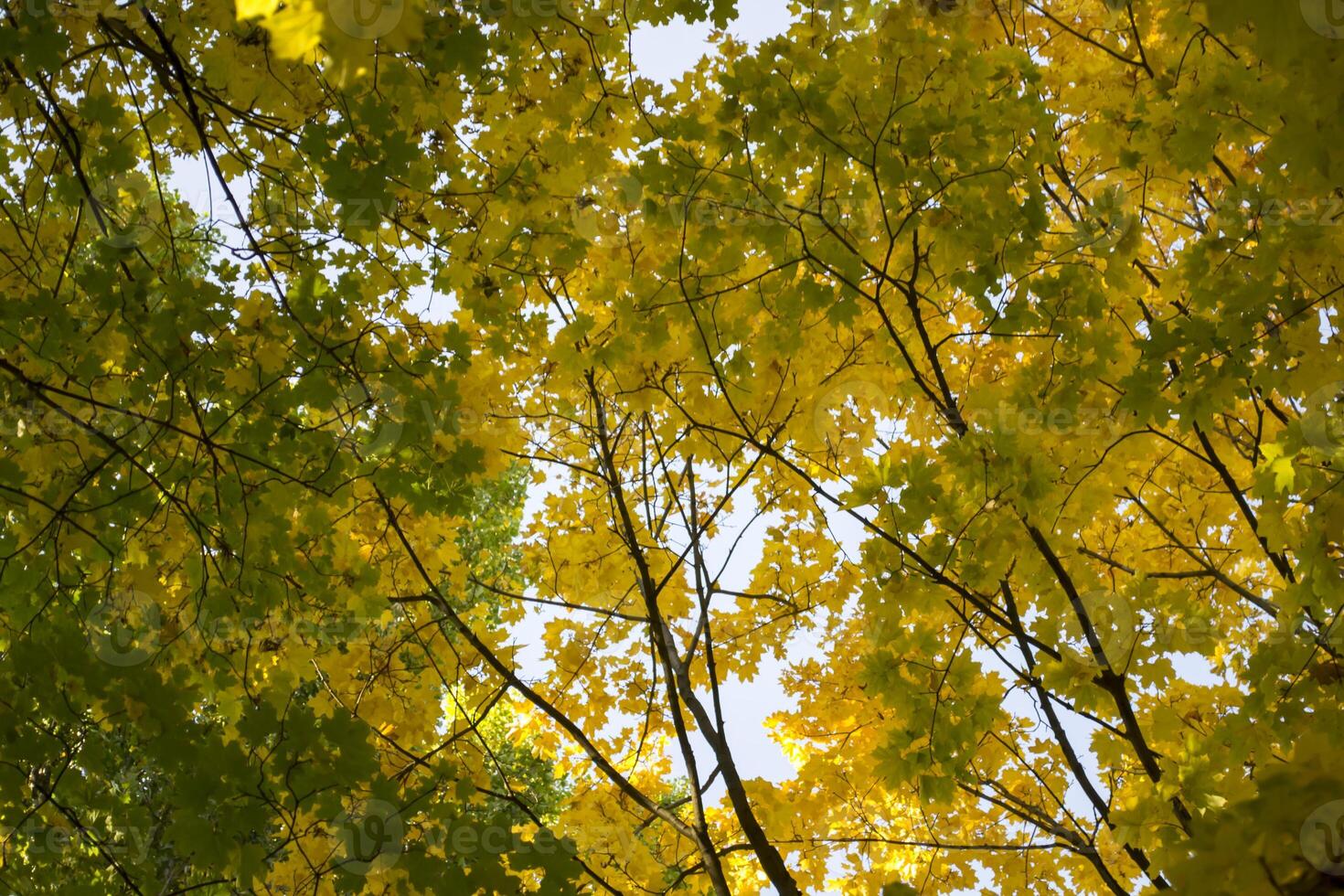 Deciduous forest at autumn. Beautiful maple trees. Golden fall. photo