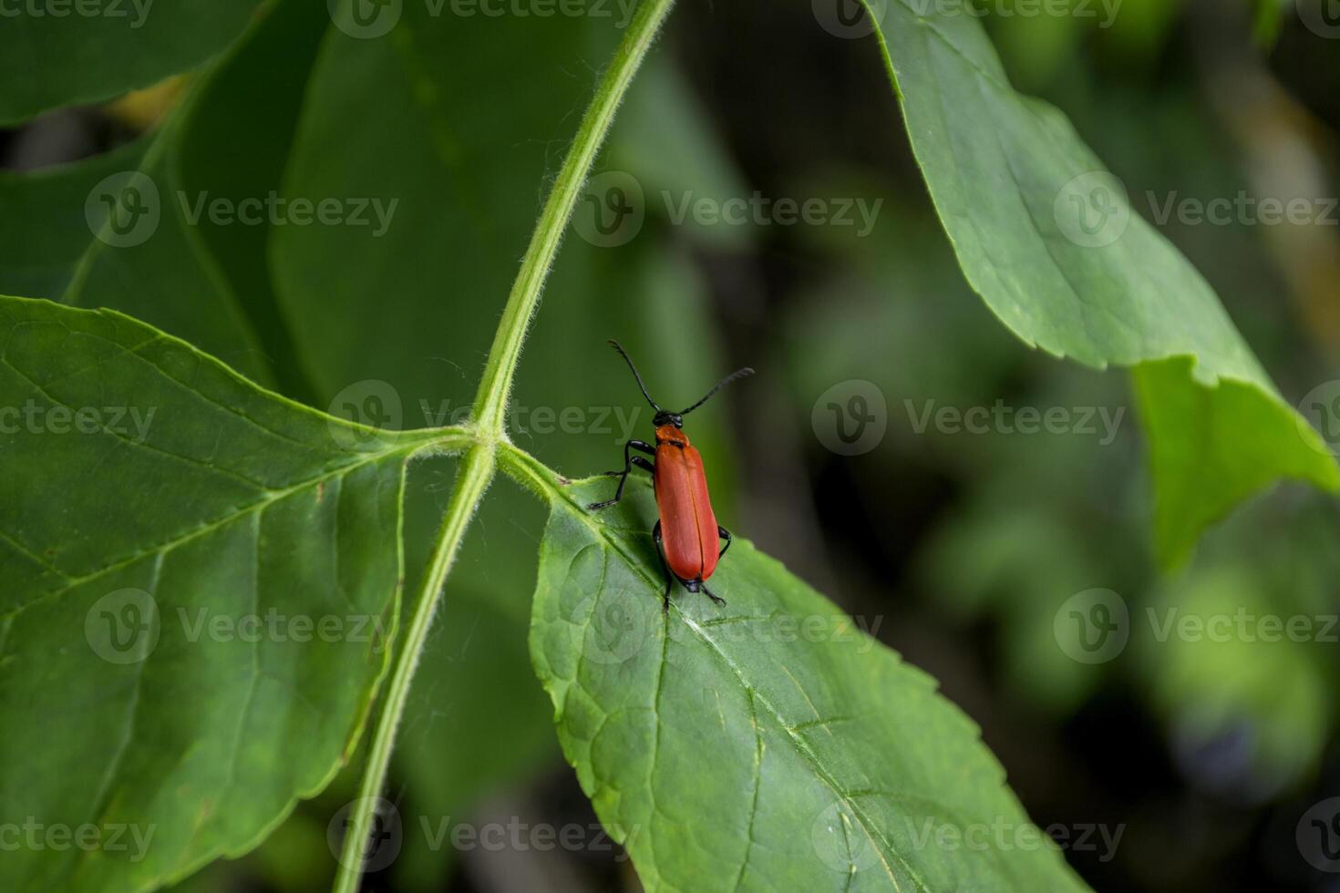 Red insect on a green leaves. Macro shot. photo