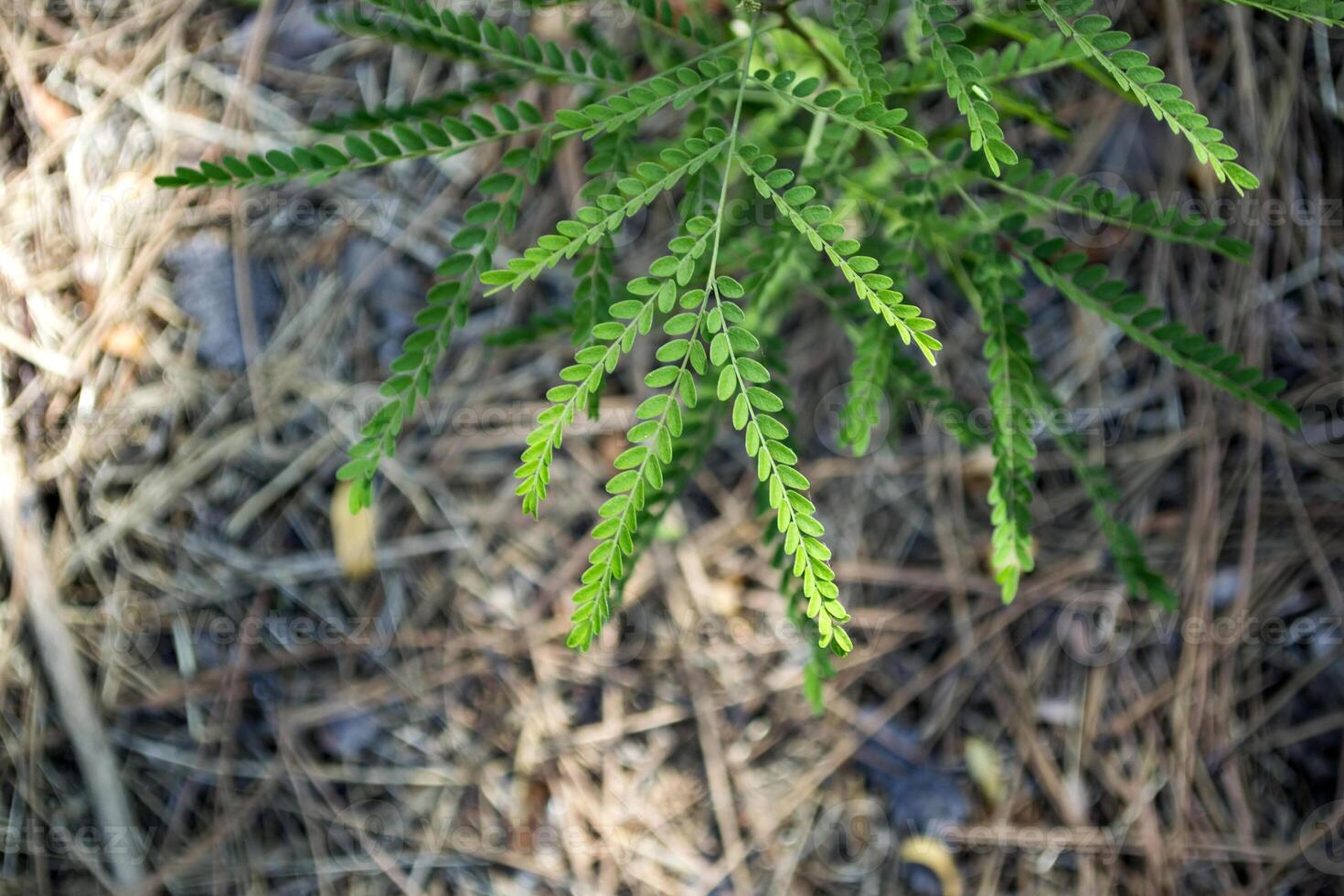Green natural background. photo