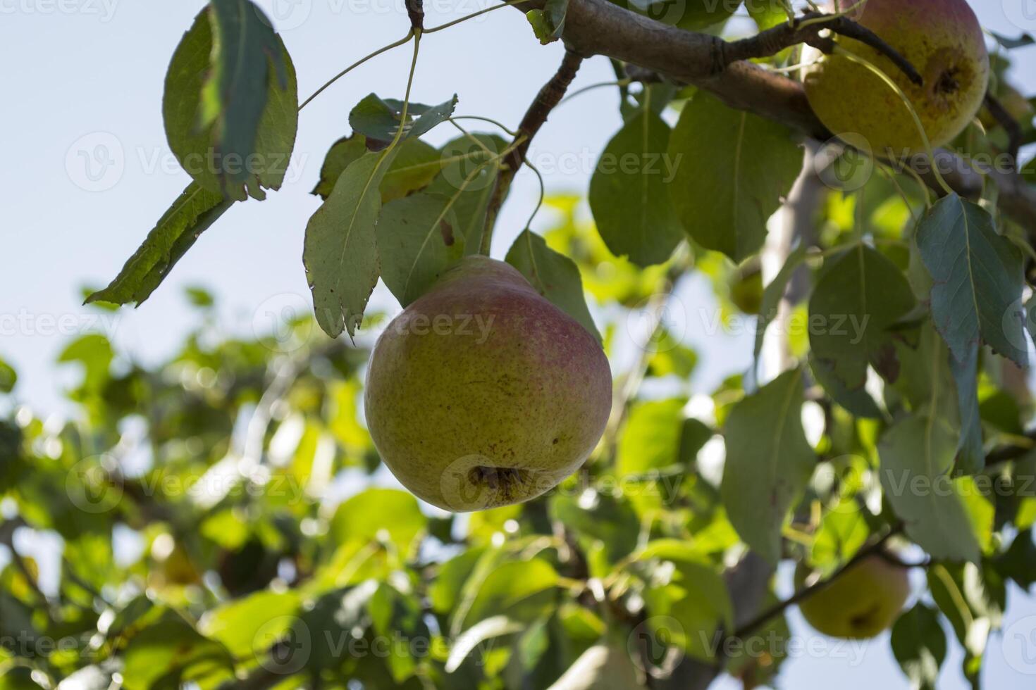 The ripe pears on the tree. photo