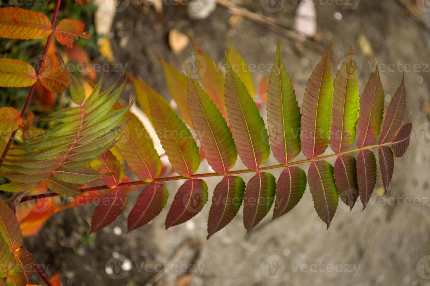 Autumn leaves background. photo