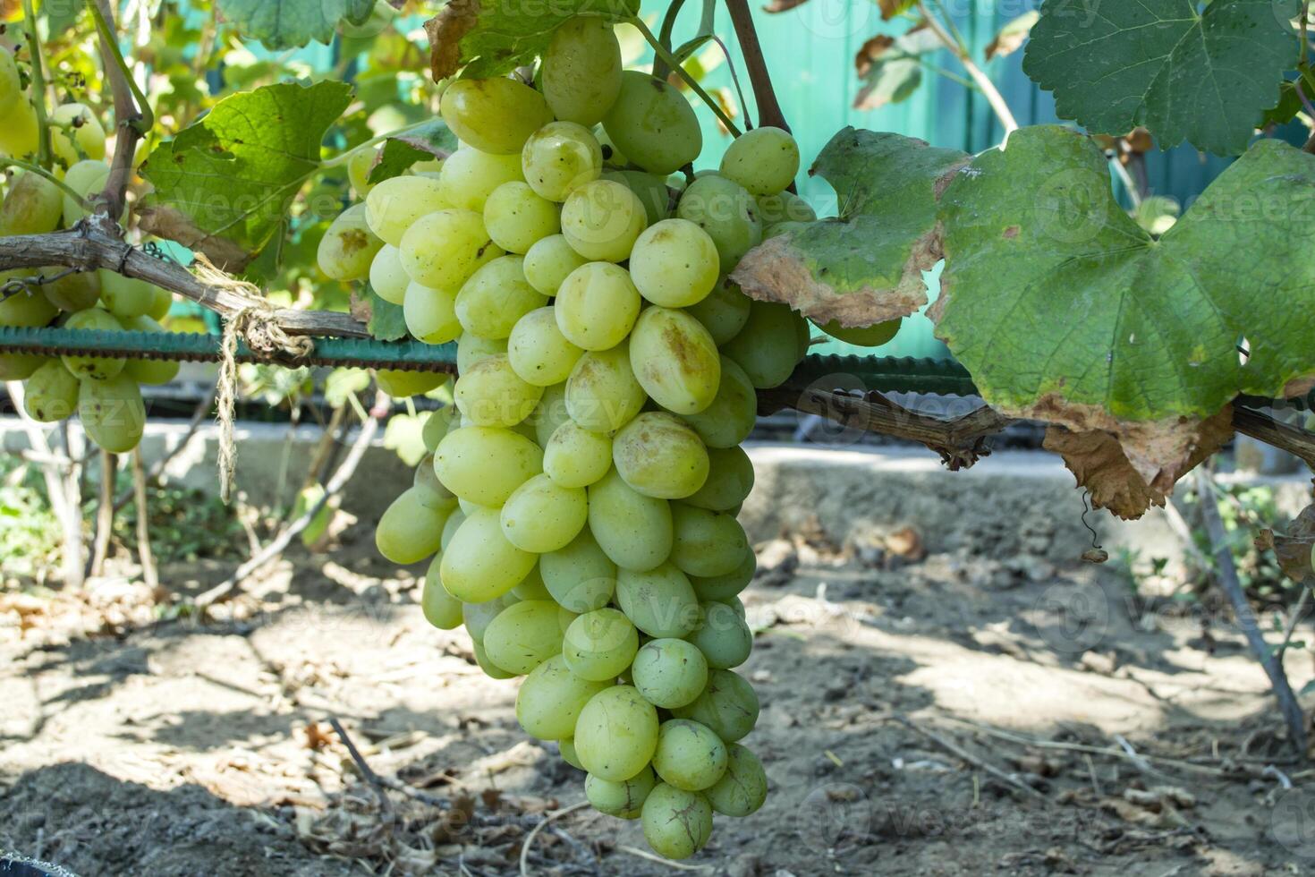 The bunch of grape in the garden. photo