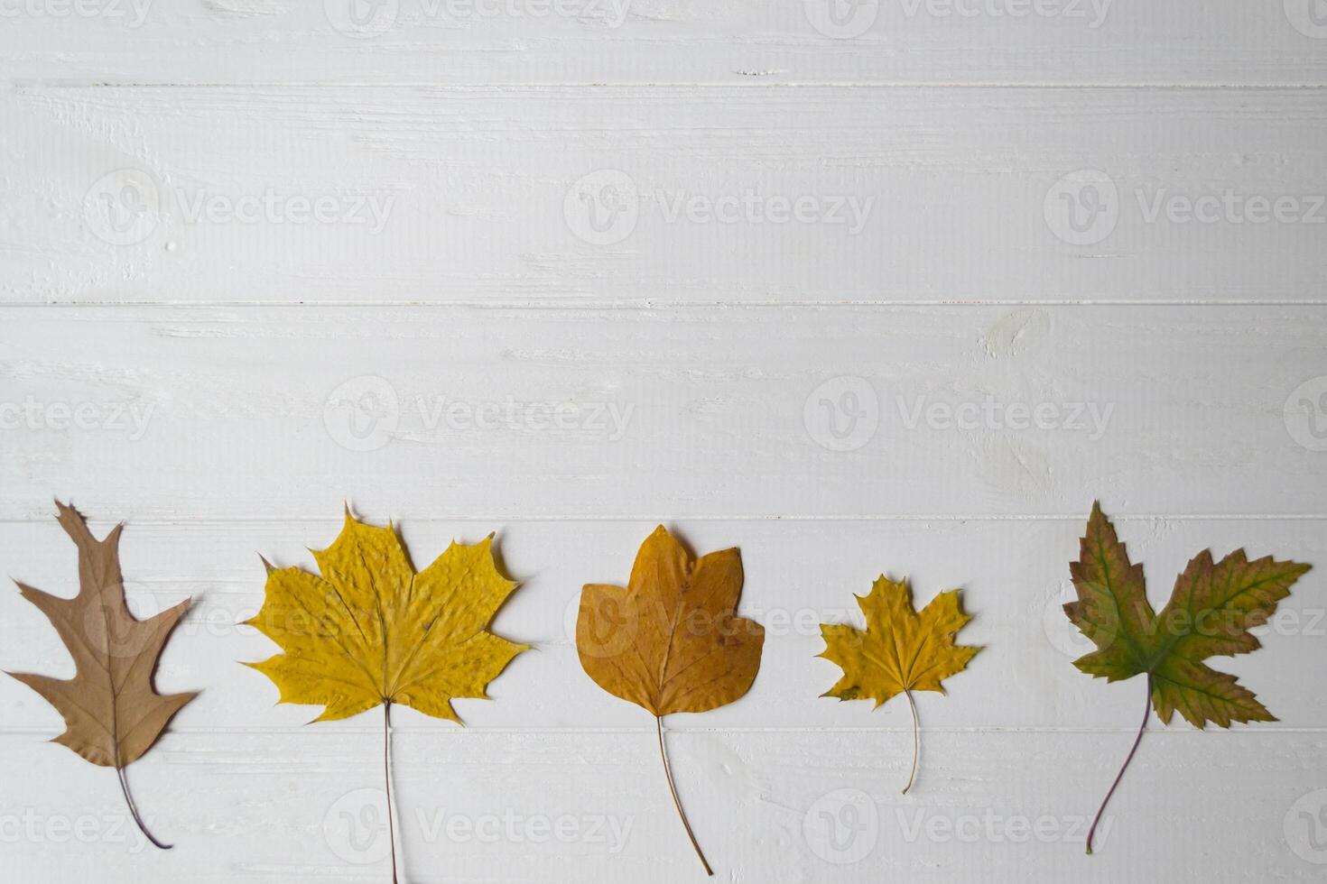 Collection of autumn leaves on a white wooden background with copy space photo