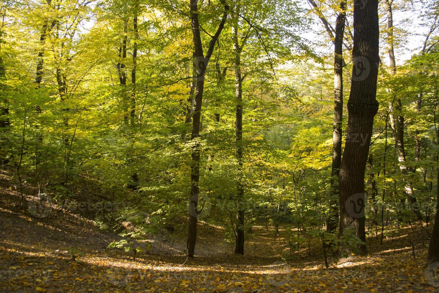 Sunny autumn landscape at forest photo