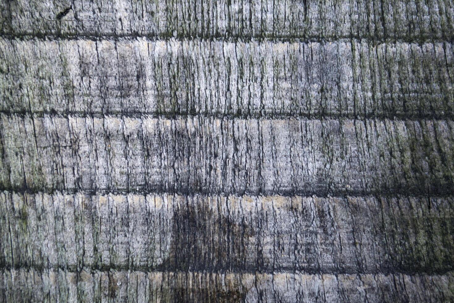 gris de madera textura foto