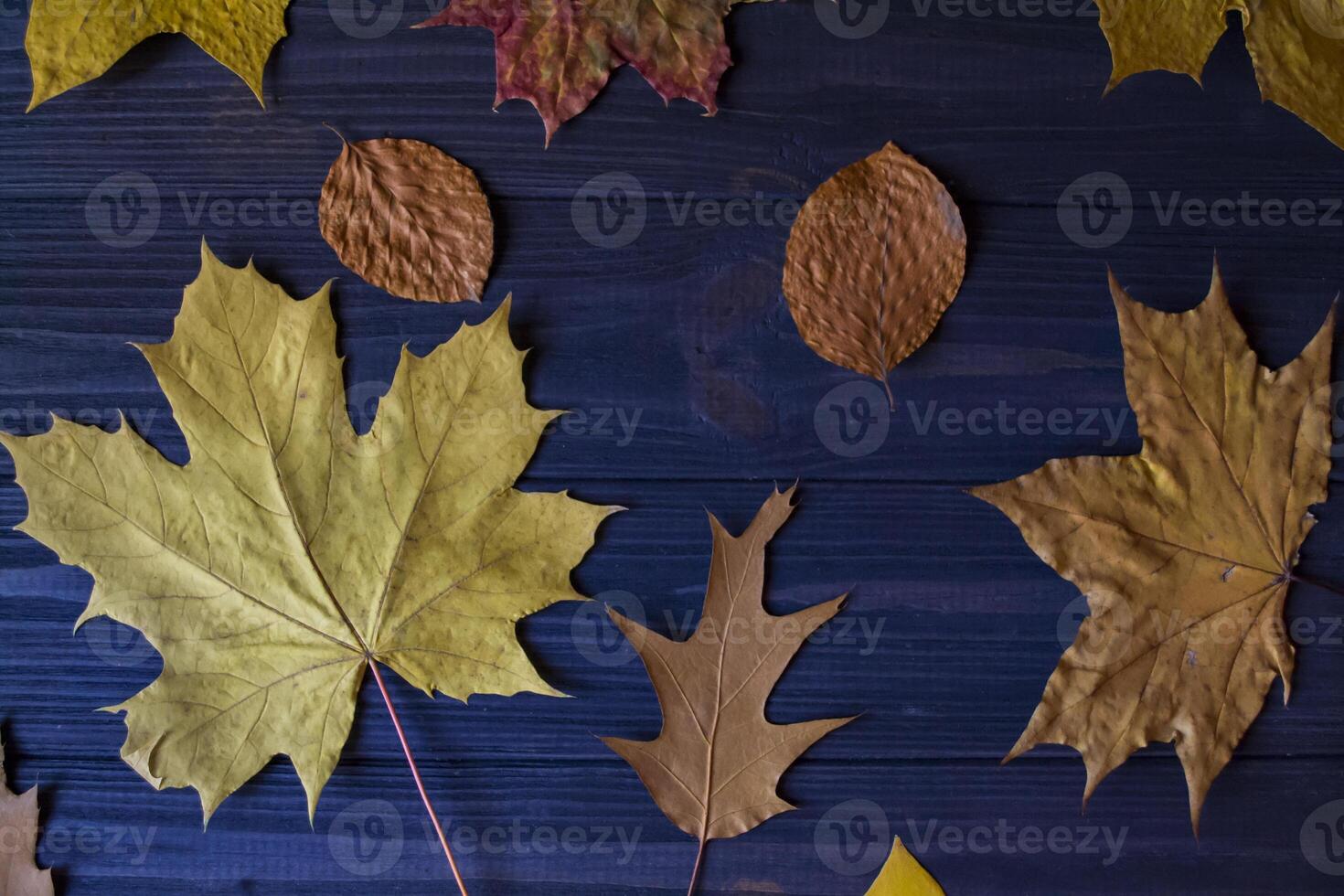 Beautiful autumn leaves and dry fern on blue wooden background. photo