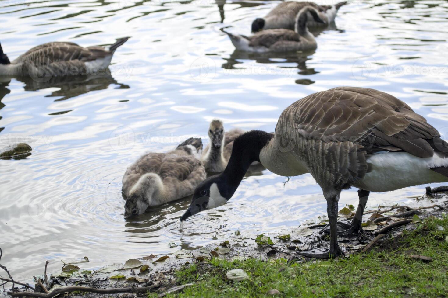 Canadian geese family by the lake in the forest photo