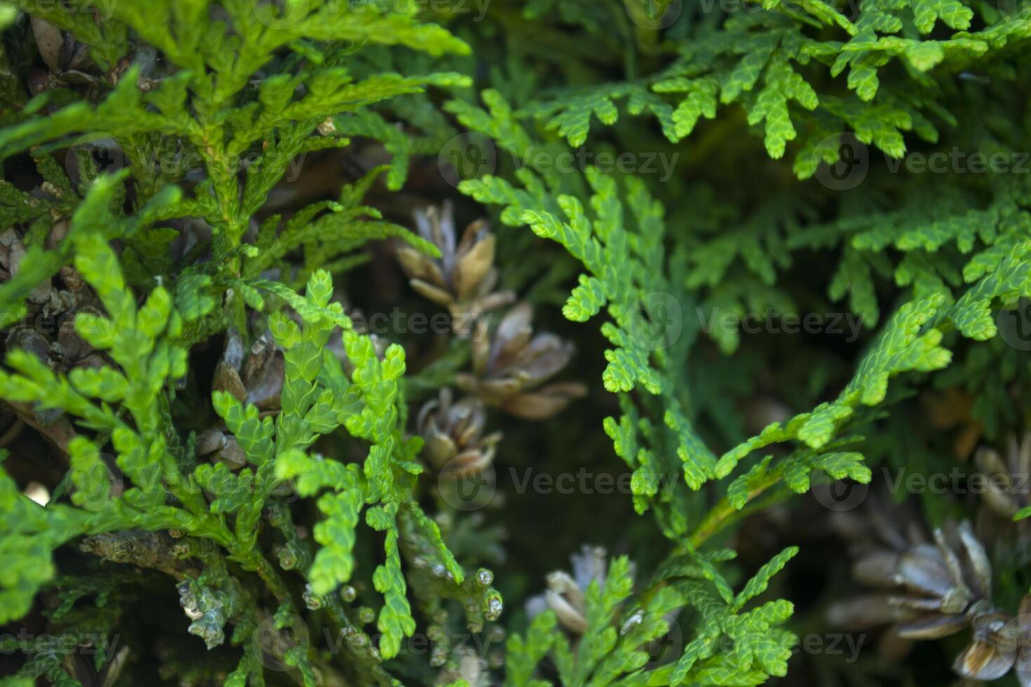 Green coniferous tree with small cones, close up. Coniferous pattern. Natural background. photo