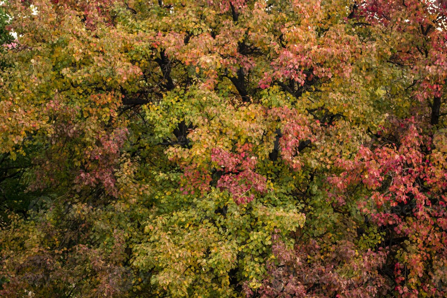 otoño árbol. otoño paisaje. foto