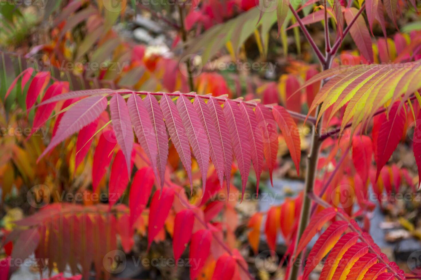 Red leaves pattern. Red natural texture. photo