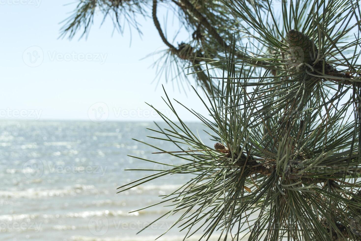 The branches of evergreen tree against a seascape background. photo