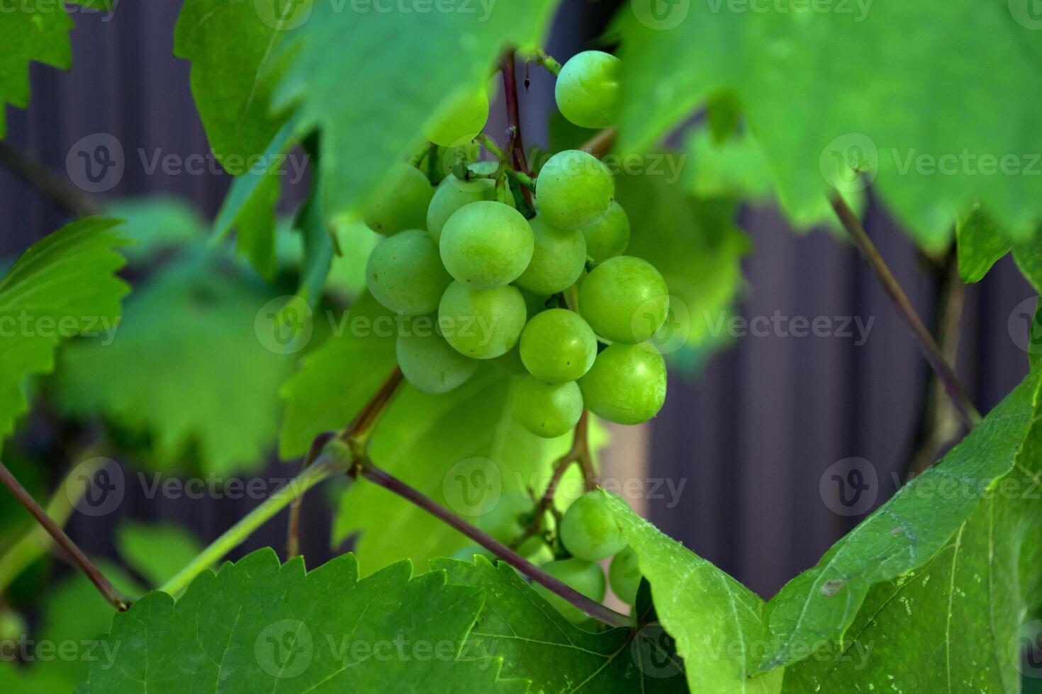 The clusters of grapes close up. photo