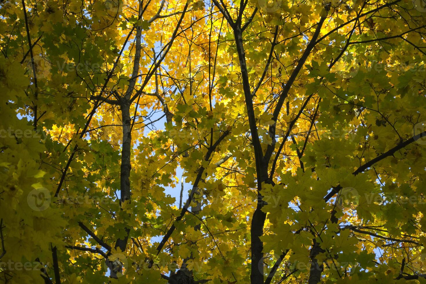 Deciduous forest at autumn. Beautiful maple trees. Golden fall. photo
