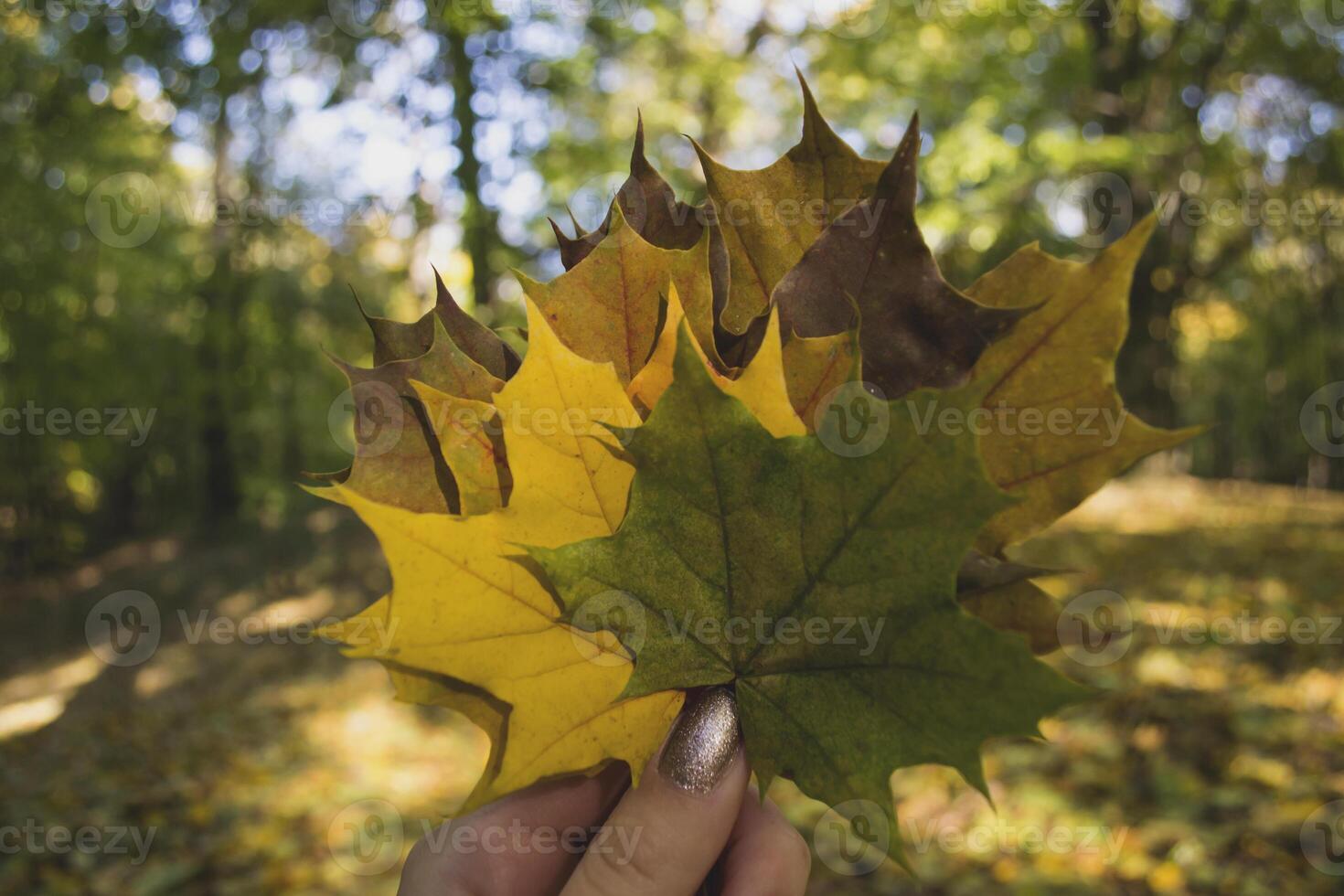 Woman holding the colorful autumn leaves. A bouquet of fallen leaves. Autumn vibes. photo