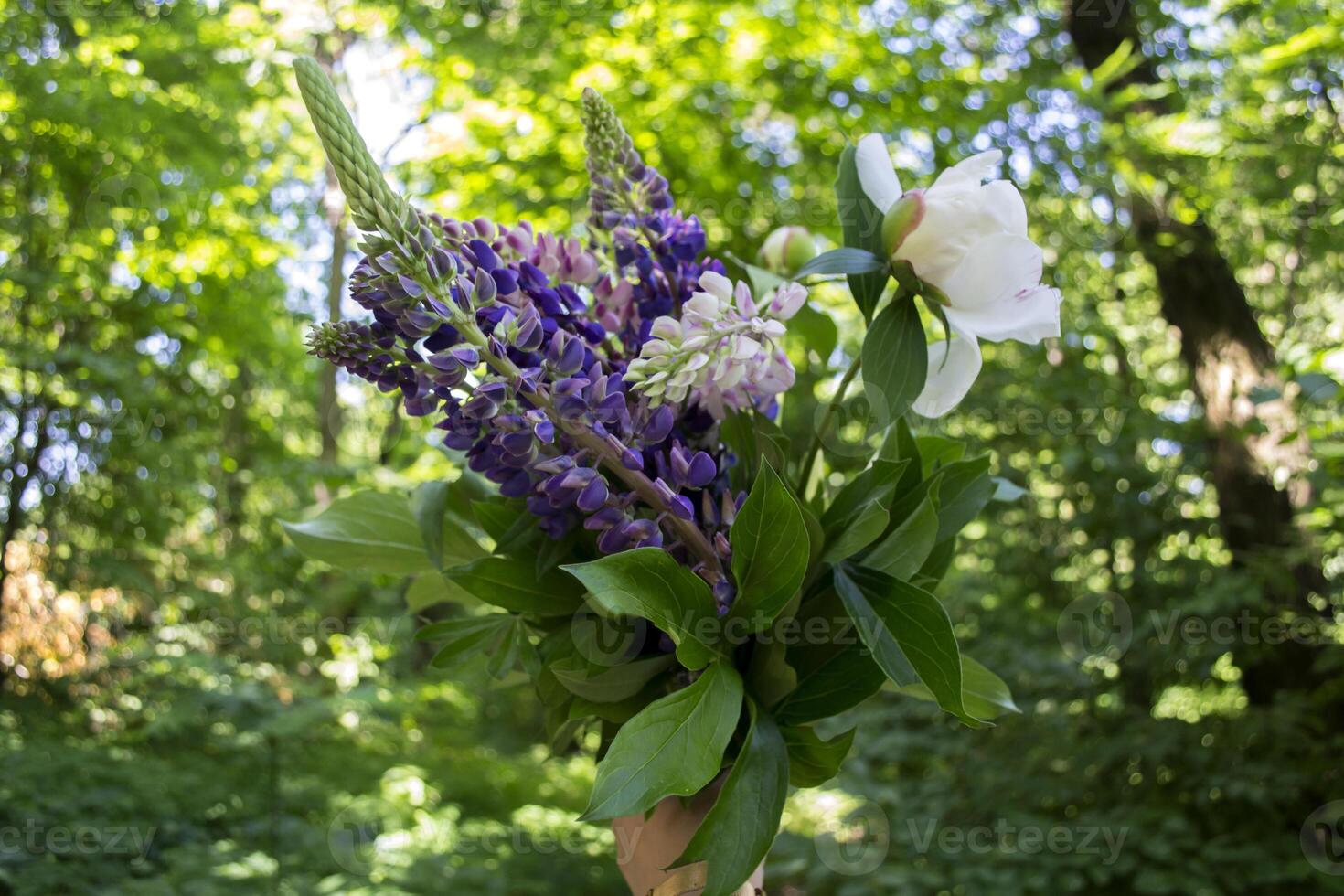 Bouquet of lupines against a green trees background. photo