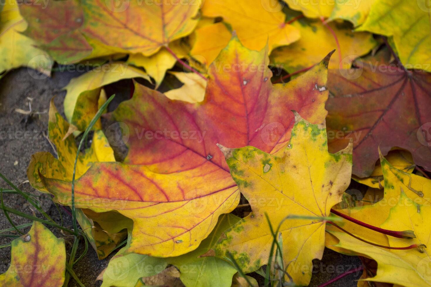 Beautiful autumn leaves of maple, close up. photo