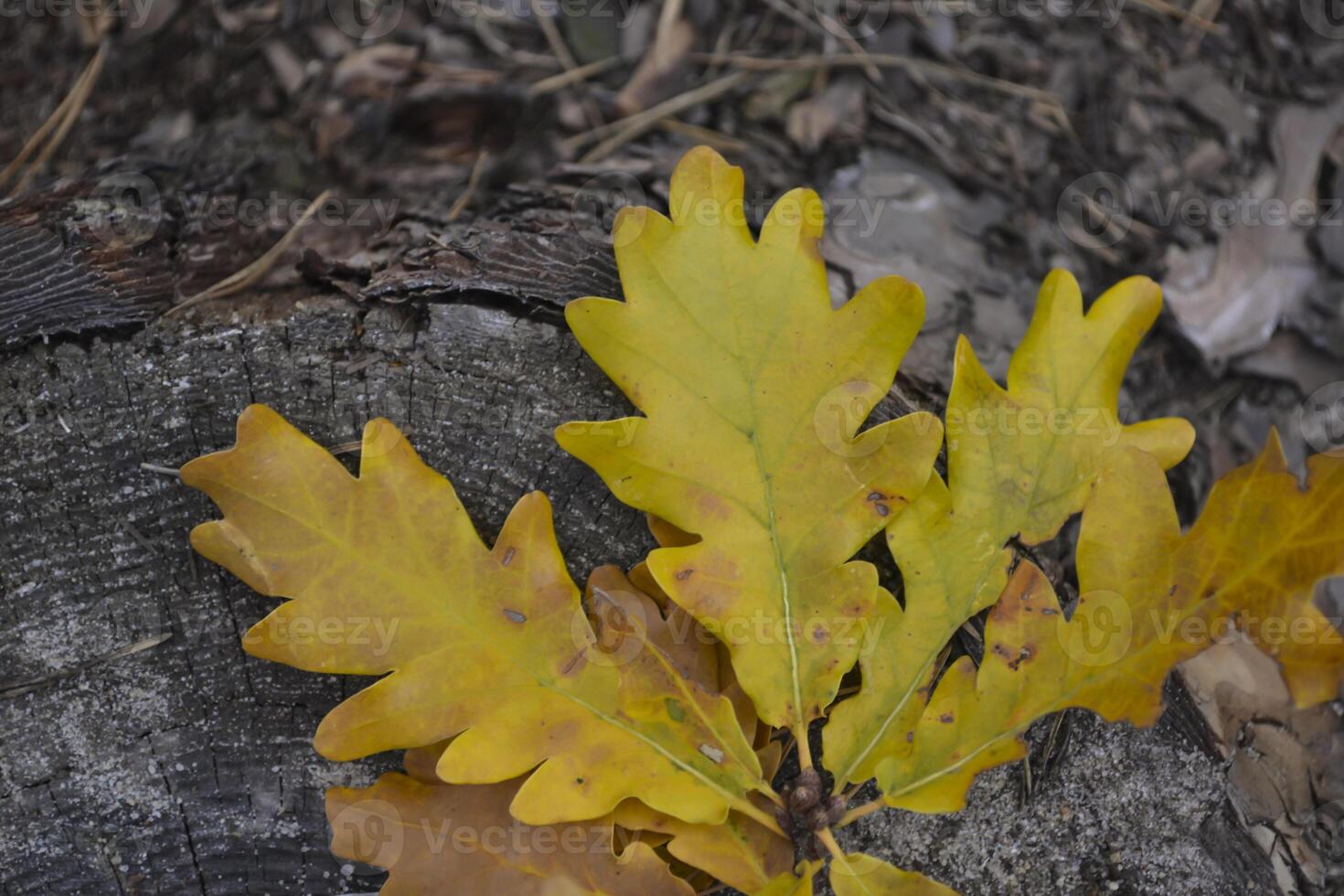 The yellow leaves of an oak tree. Fallen leaves. Oak leaves on the ground. photo