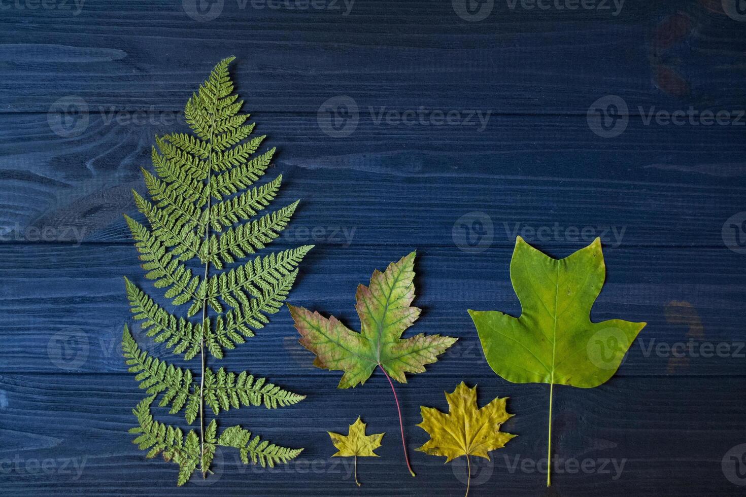 Beautiful autumn leaves and dry fern on blue wooden background. photo