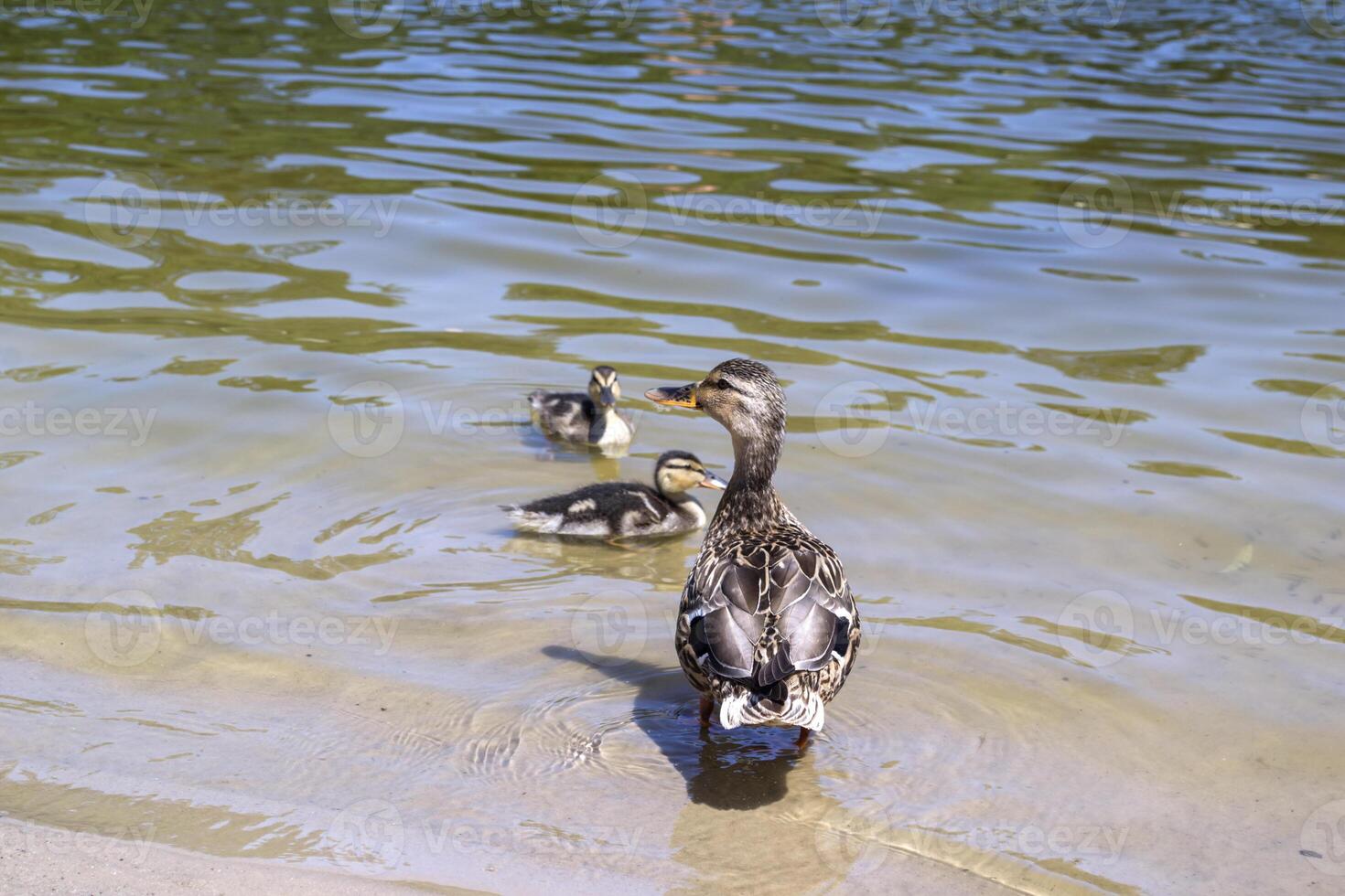 The duck with ducklings in the pond. photo