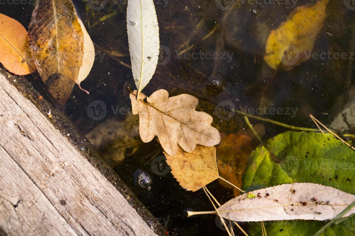 Autumn leaves in the water. Close up. photo
