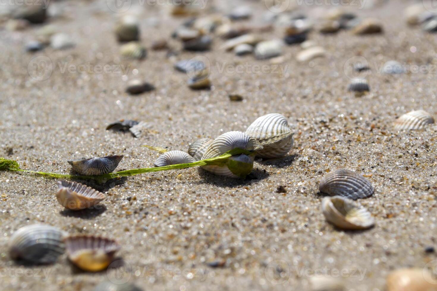 The seashells on the sand of the coast. Close up. photo