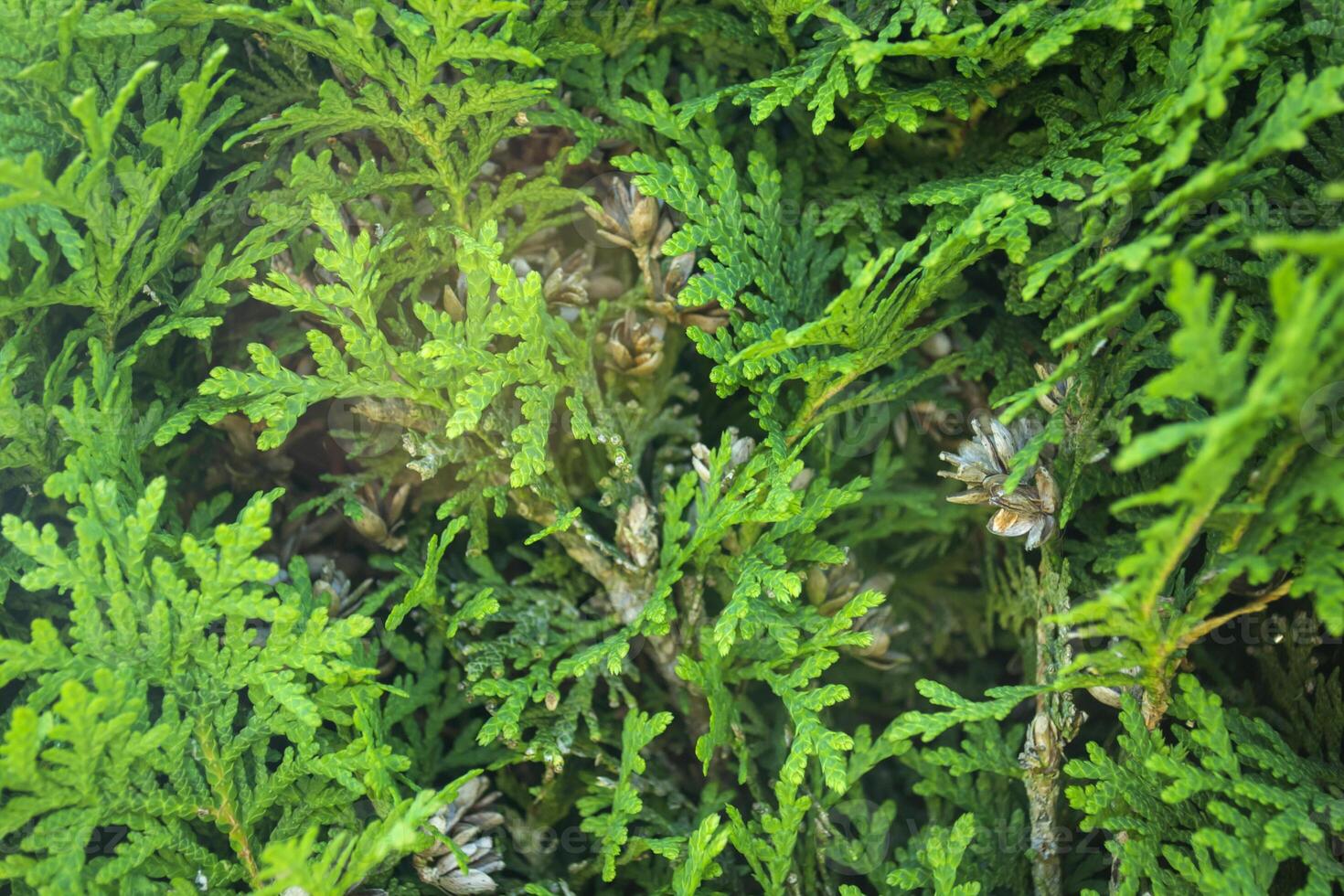 Green coniferous tree with small cones, close up. Coniferous pattern. Natural background. photo