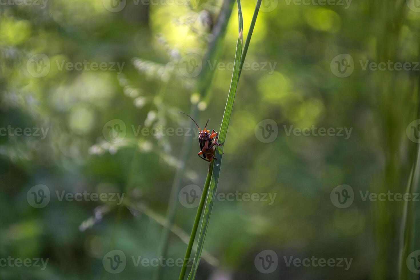 Red insect on a green grass. Macro shot. photo