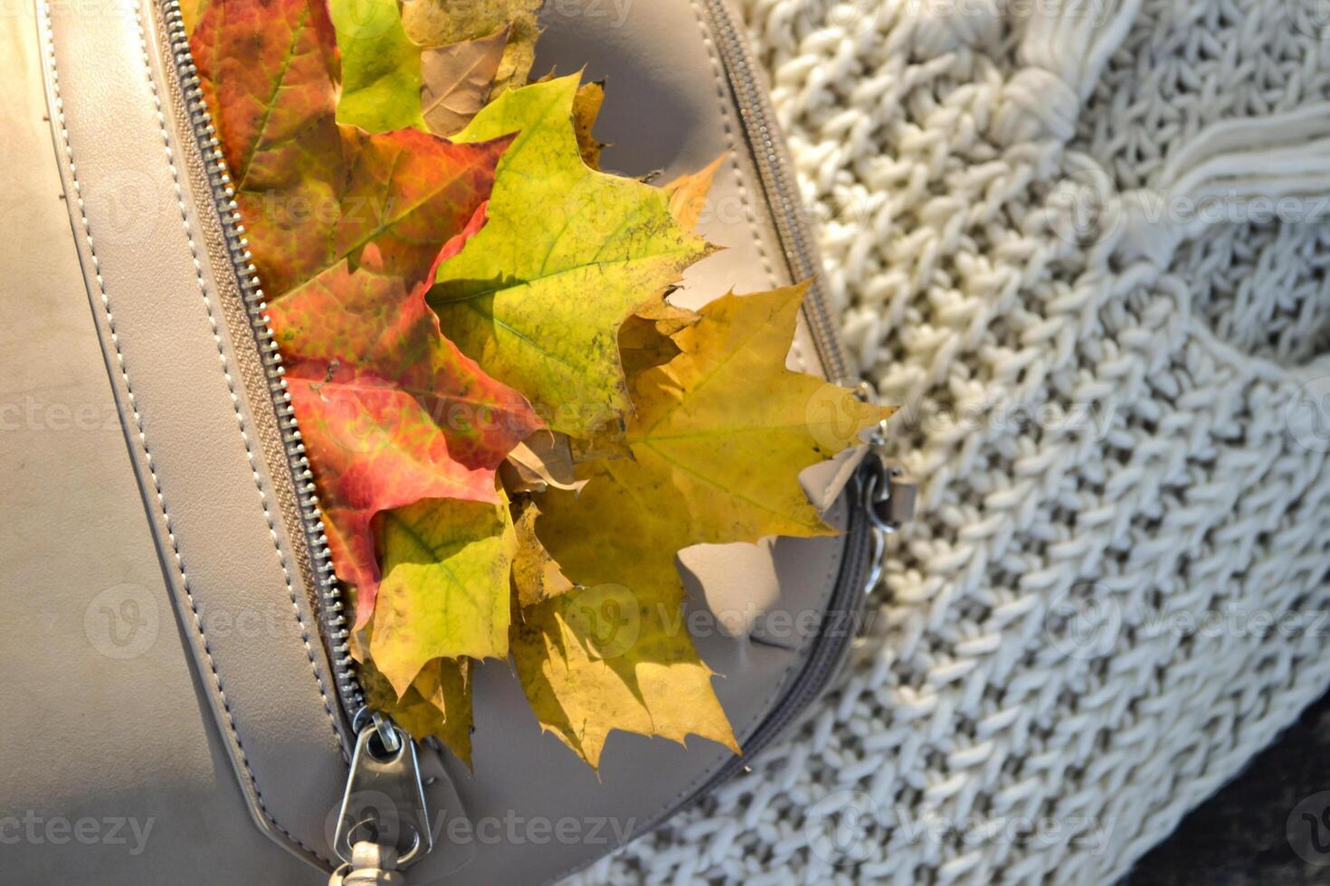 A bag with beautiful fallen leaves and knitted scarf. Autumn vibes. photo