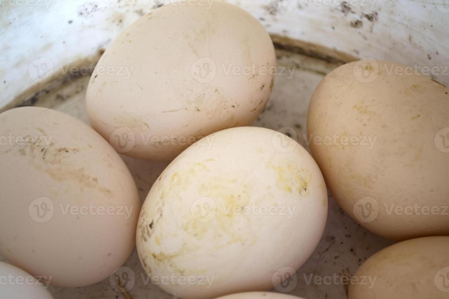 The fresh eggs close up. photo