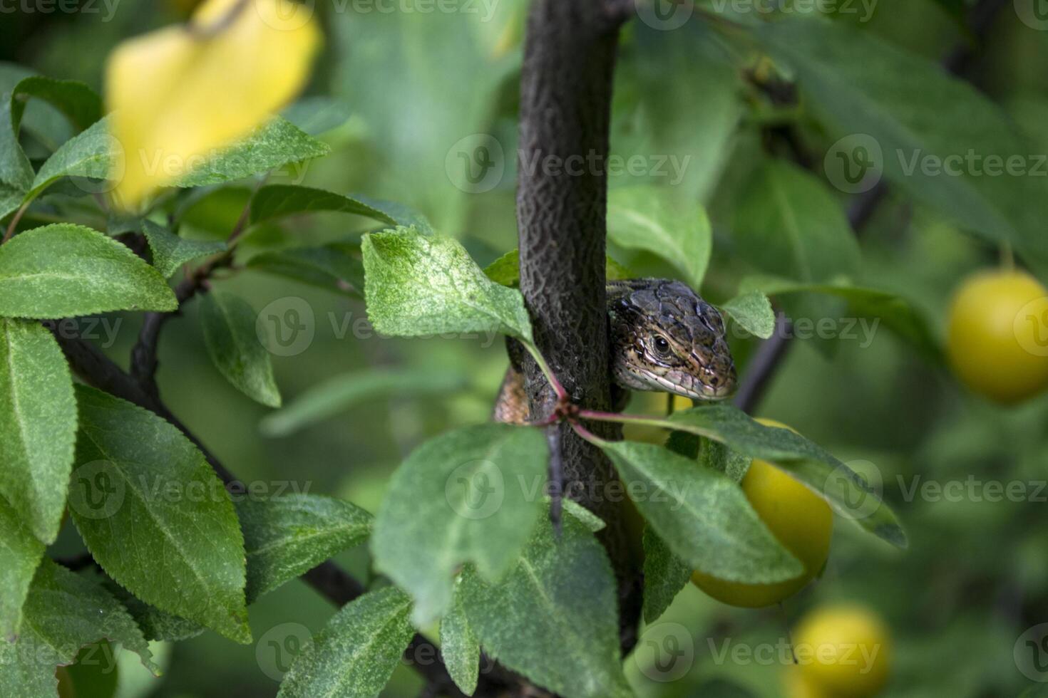 The lizard sitting on the branch of tree. photo