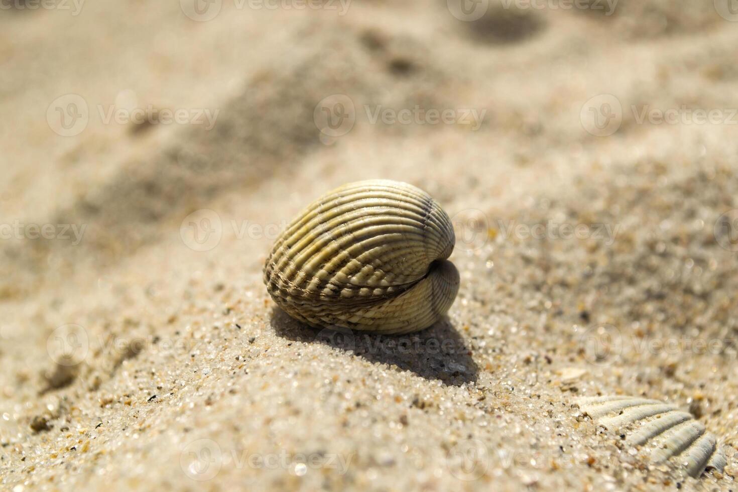 Beautiful seashell on the sand of the beach. Mollusk shell. Close up. photo