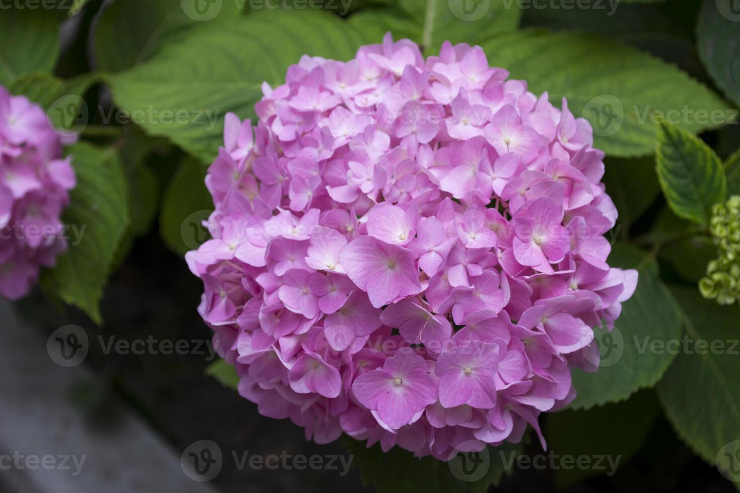 Purple hydrangea blooming. Pink hortensia in a garden. Close up. photo