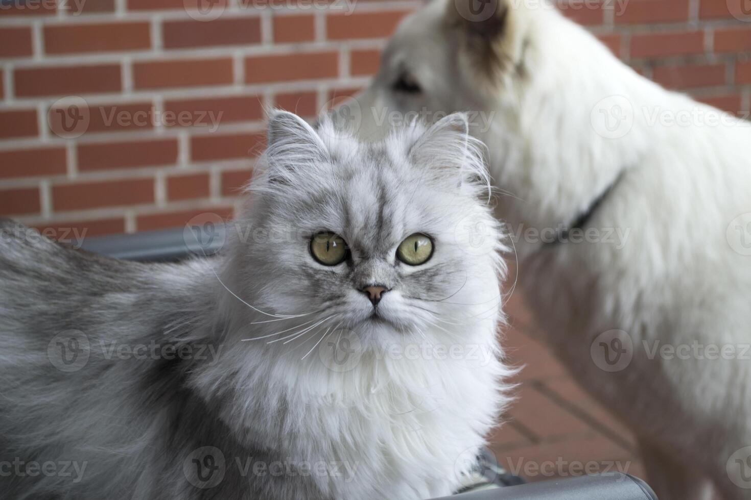 Persian cat portrait. photo