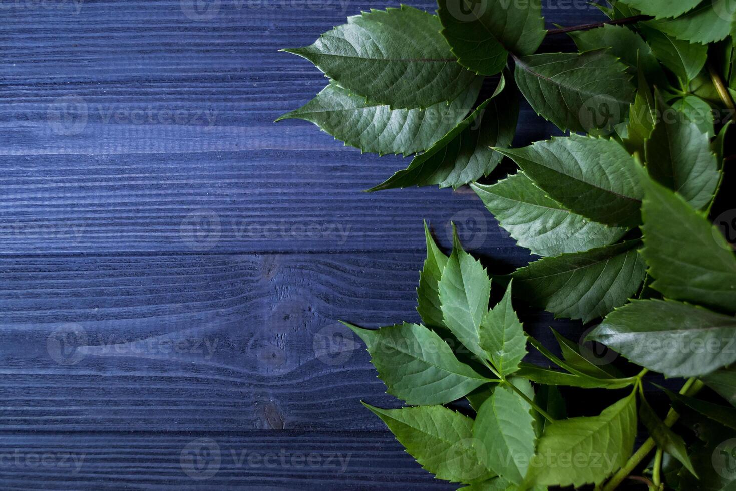 Green leaves of wild grape on a dark blue wooden background. photo